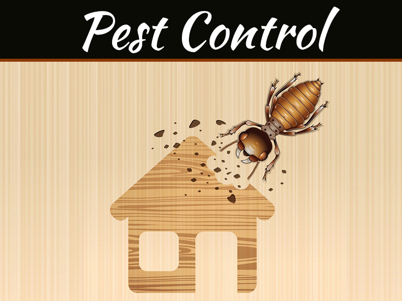 Reasons To Not Do Pest Control On Your Own 