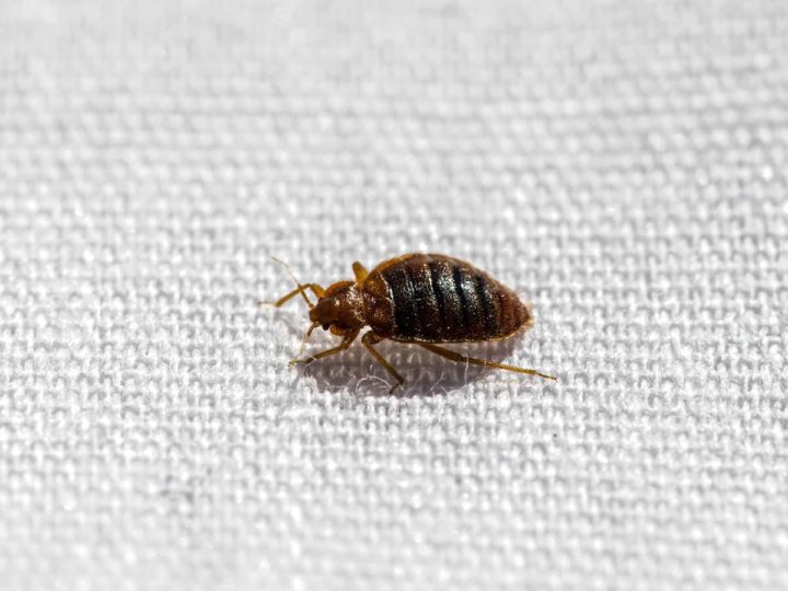 Proven Tips to Get Rid of Bed Bugs in Your House