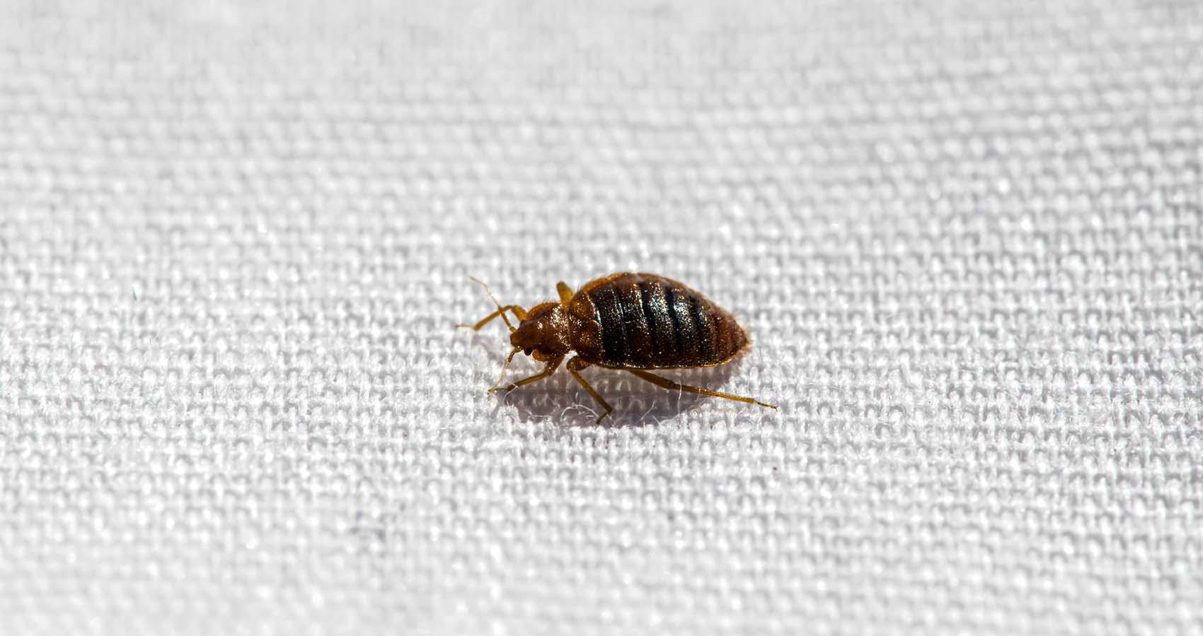 Proven Tips to Get Rid of Bed Bugs in Your House