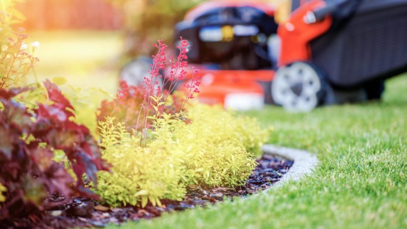 Keeping Your Lawn in Top Shape with Professional Lawn Care Services