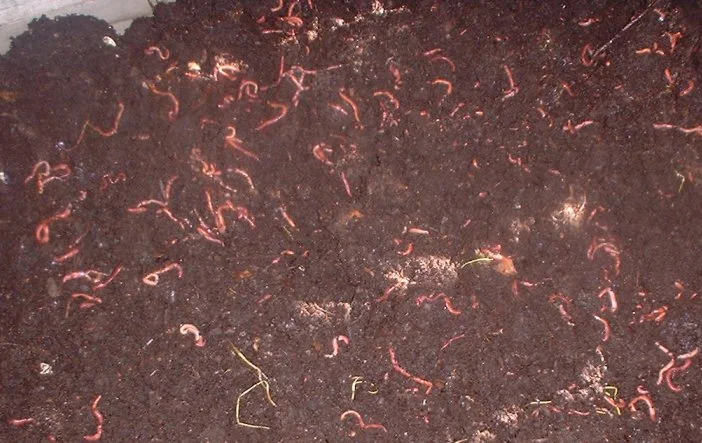 The Versatility of Red Worms: Applications in Agriculture, Waste Management, and More