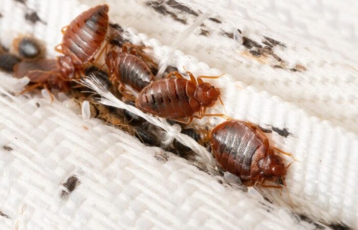 Common Household Pests in Hinsdale that Love Moisture