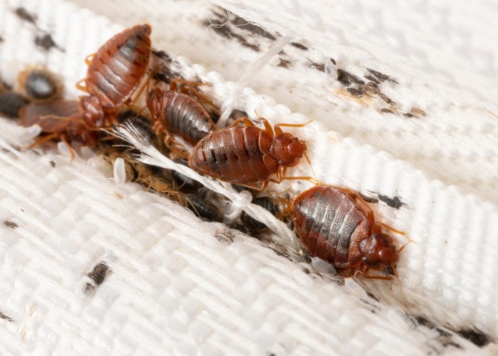 Common Household Pests in Hinsdale that Love Moisture