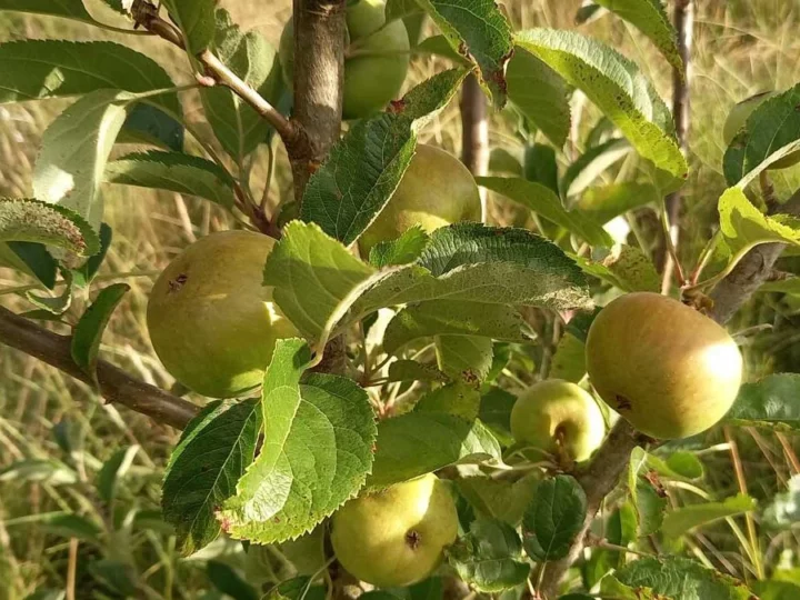 What to Look for When Buying Apple Trees: Tips from a nursery
