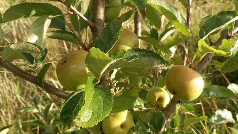 What to Look for When Buying Apple Trees: Tips from a nursery