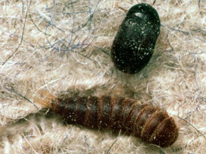 Identifying and Controlling Carpet Beetles