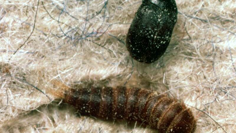 Identifying and Controlling Carpet Beetles