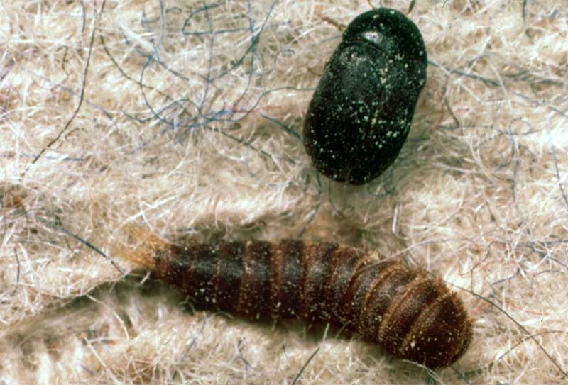 Identifying and Controlling Carpet Beetles