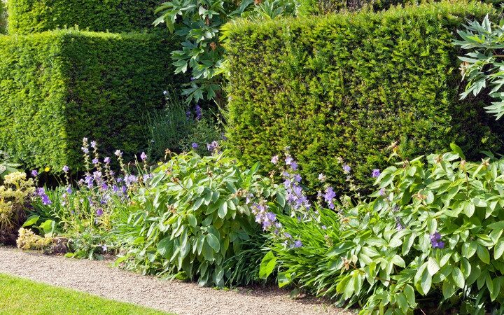 What Makes Green Privet Hedging Plants a Top Choice for Your Landscape?