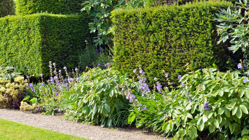 What Makes Green Privet Hedging Plants a Top Choice for Your Landscape?