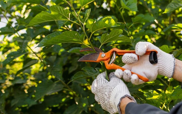 Master the Art of Tree Pruning A Scientific Guide to Shaping Nature Giants