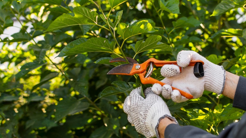 Master the Art of Tree Pruning A Scientific Guide to Shaping Nature Giants