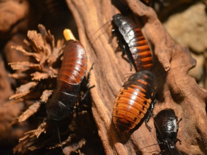 How to Spot Different Types of Cockroaches
