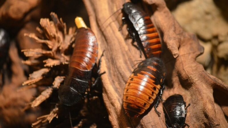 How to Spot Different Types of Cockroaches
