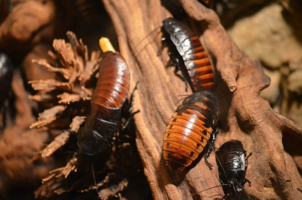 How to Spot Different Types of Cockroaches