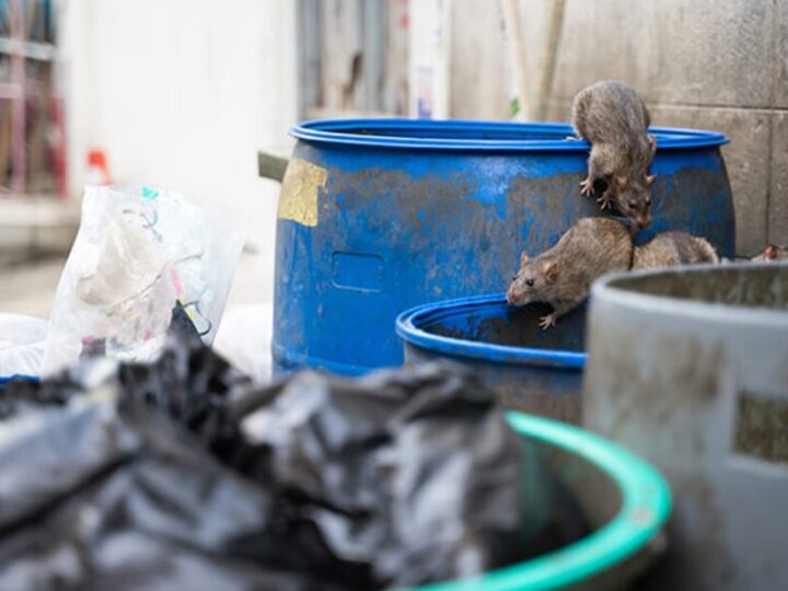 Rodents in the Shadows: How to Spot and Stop an Infestation Early