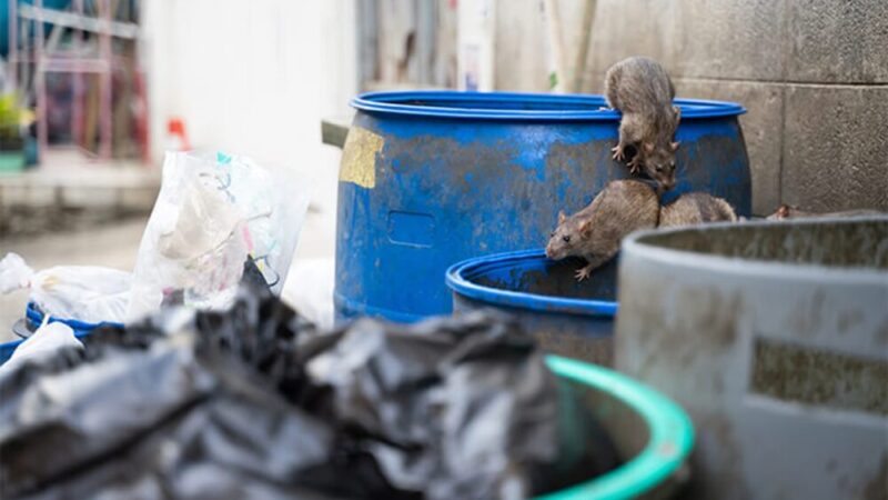 Rodents in the Shadows: How to Spot and Stop an Infestation Early