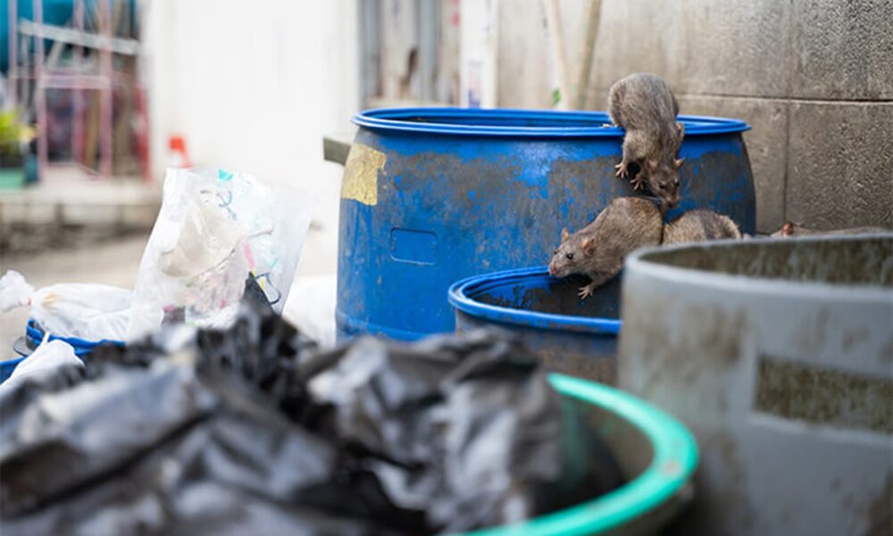Rodents in the Shadows: How to Spot and Stop an Infestation Early