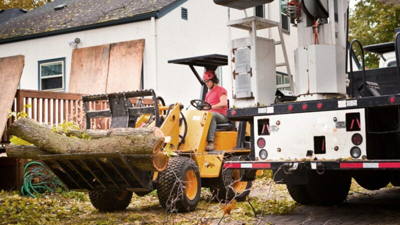 Key Reasons to Consider Removing a Tree from Your Residential Property