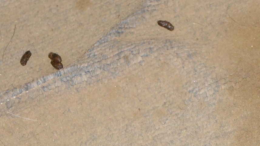 Can You Remove Rats Without Using Poison?