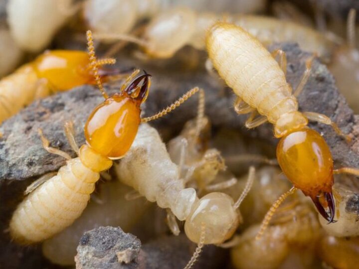 The Hidden Dangers of Ignoring Termites in Temecula Homes