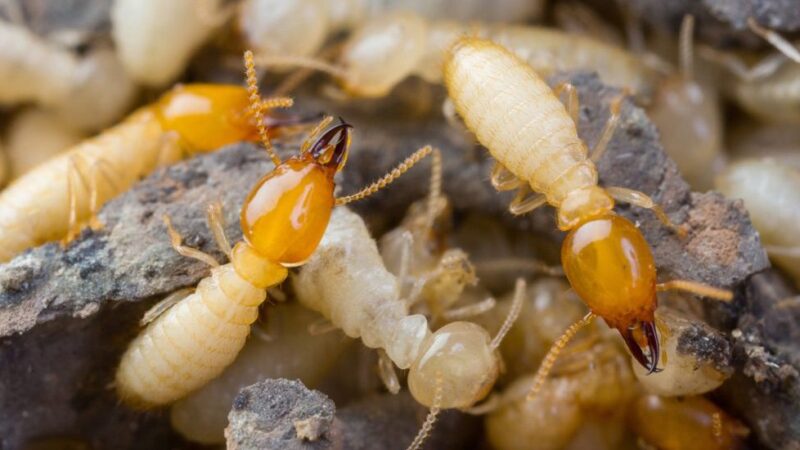 The Hidden Dangers of Ignoring Termites in Temecula Homes