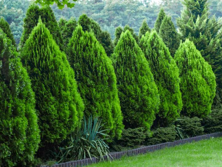 Landscaping for Privacy: Trees, Hedges, and Screens