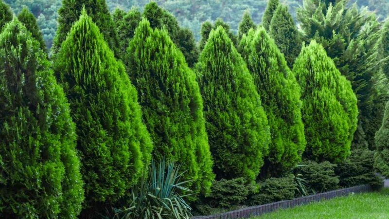 Landscaping for Privacy: Trees, Hedges, and Screens