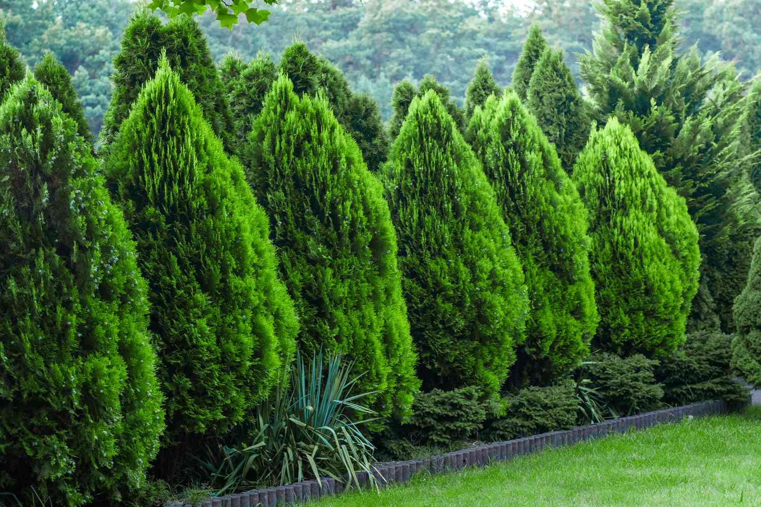 Landscaping for Privacy: Trees, Hedges, and Screens